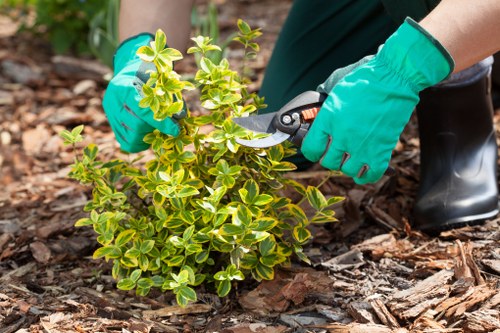 Pruning a mature tree near Limehouse property boundaries