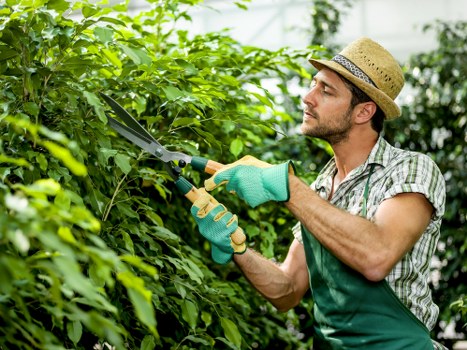 Professional tree surgery for crown reduction in an urban Limehouse street